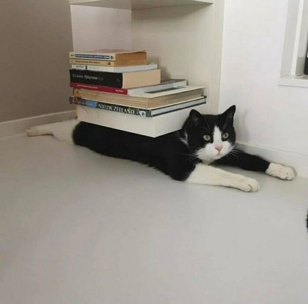 Funny Animals (30 pics)