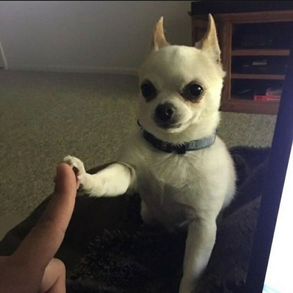 Funny Animals (30 pics)