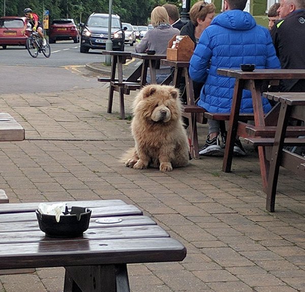 Huge Dogs (32 pics)