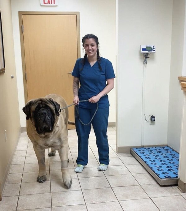 Huge Dogs (32 pics)