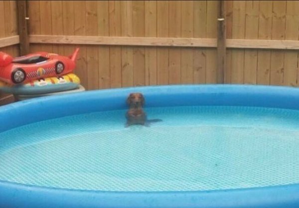 Funny Animals (30 pics)