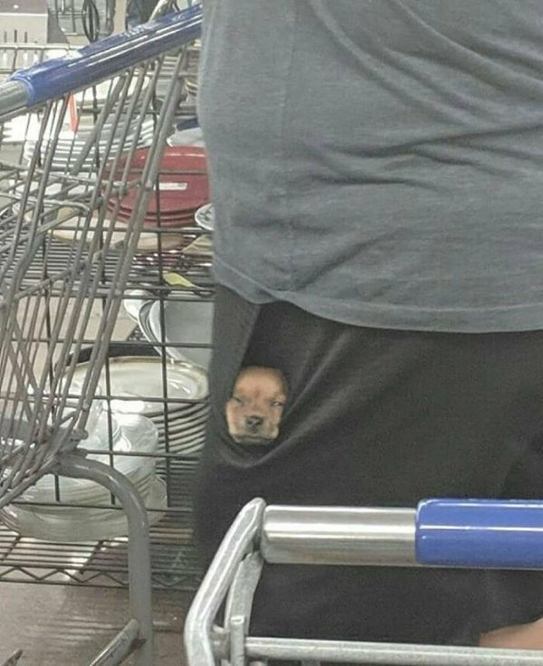 Funny Animals (30 pics)