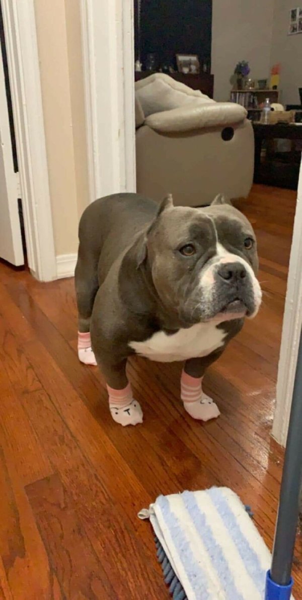Huge Dogs (32 pics)