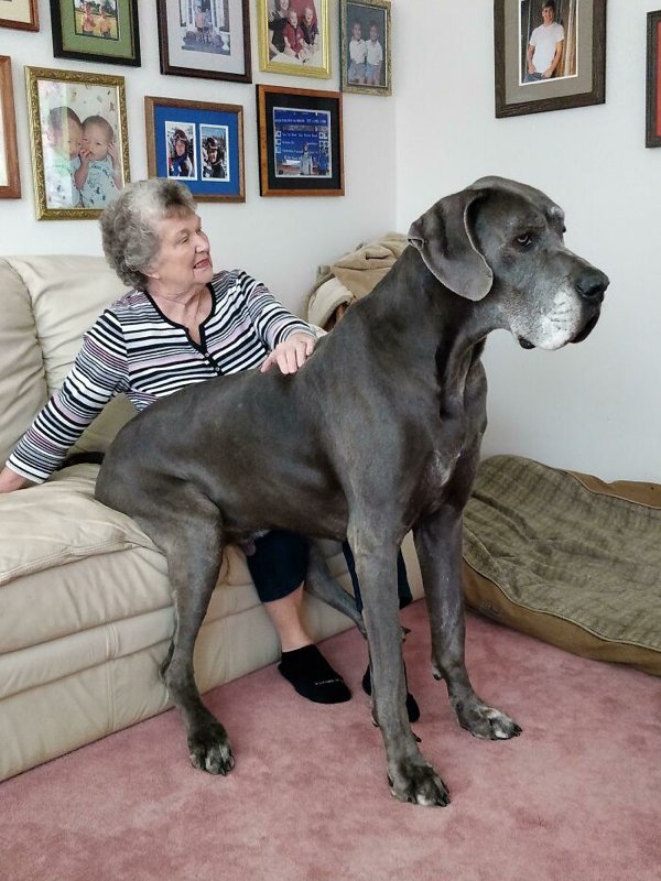 Huge Dogs (32 pics)