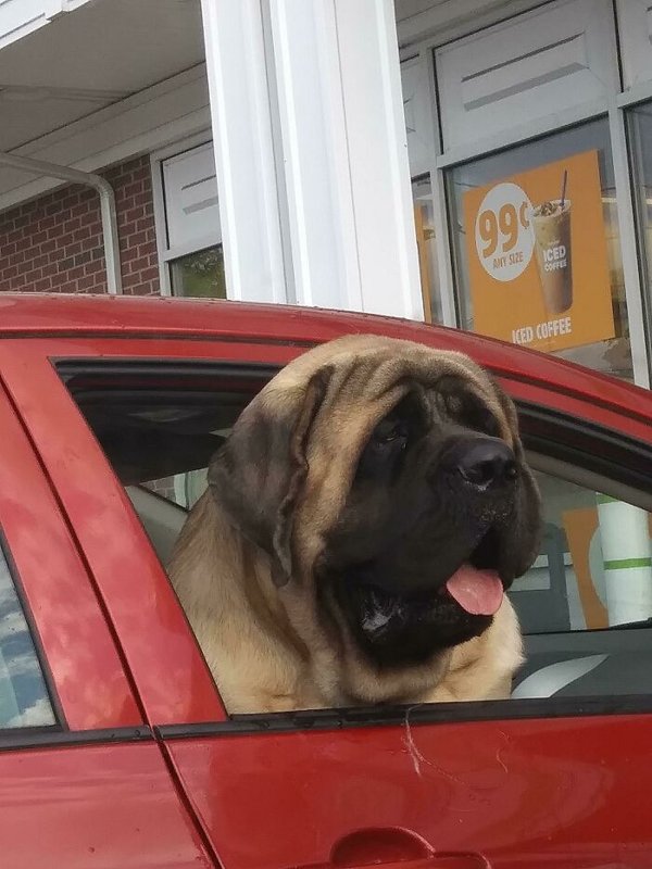 Huge Dogs (32 pics)