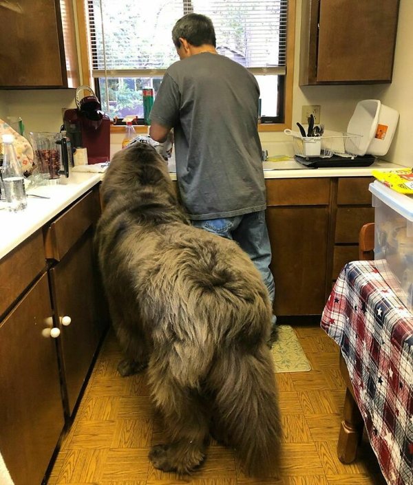 Huge Dogs (32 pics)