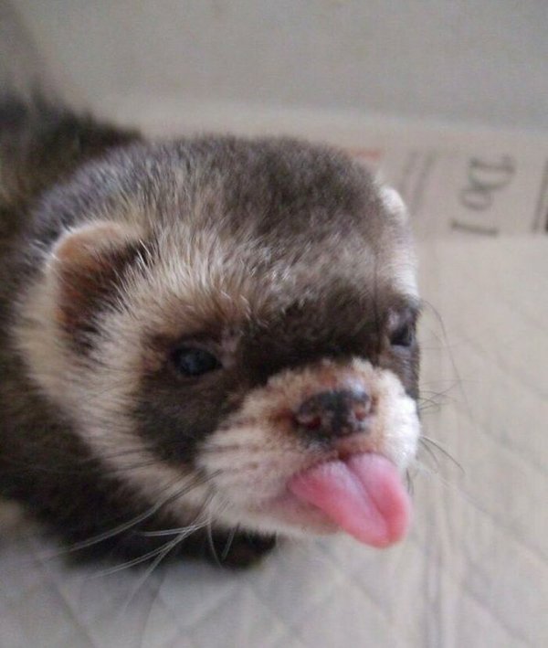 Funny Animals (30 pics)