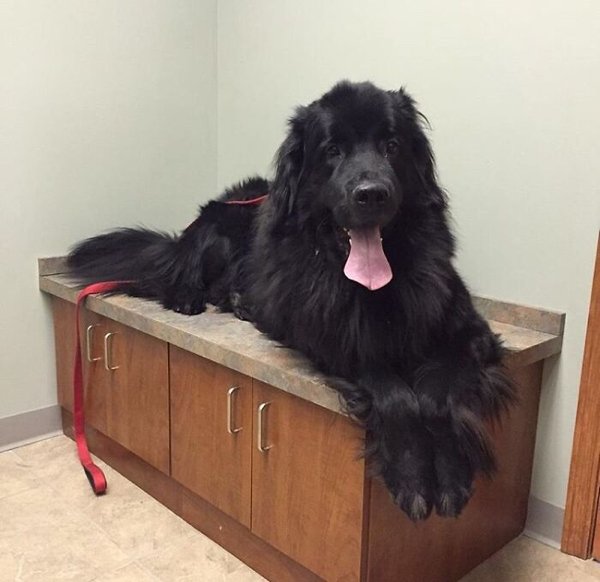 Huge Dogs (32 pics)