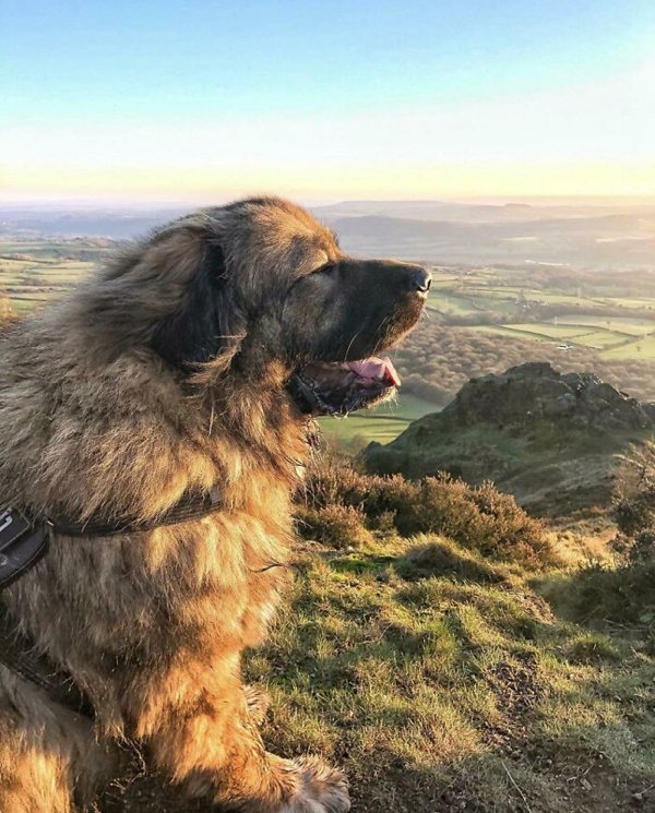 Huge Dogs (32 pics)