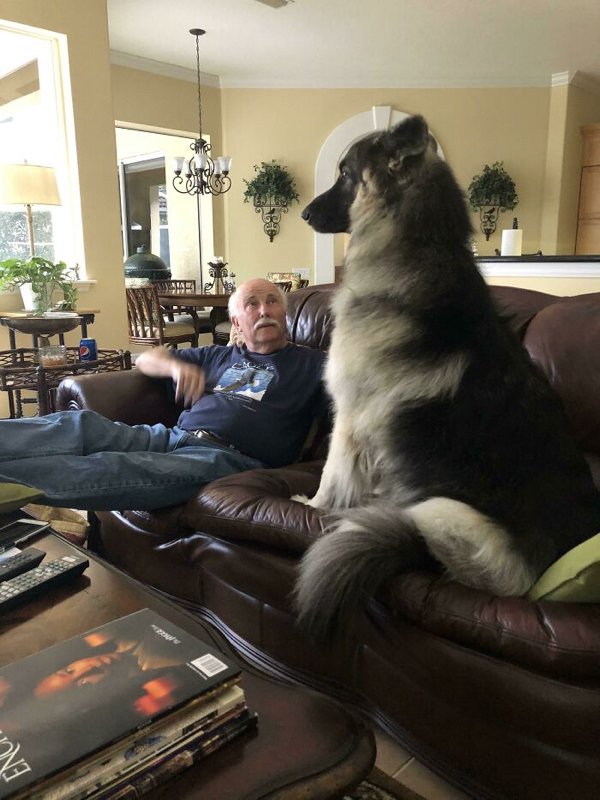 Huge Dogs (32 pics)