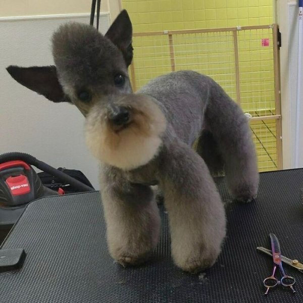 Funny Animals (30 pics)