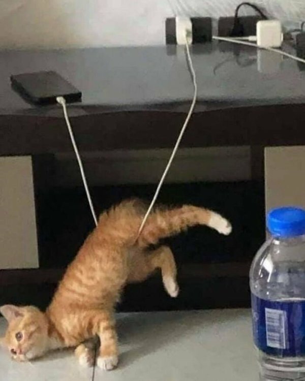 Funny Animals (30 pics)