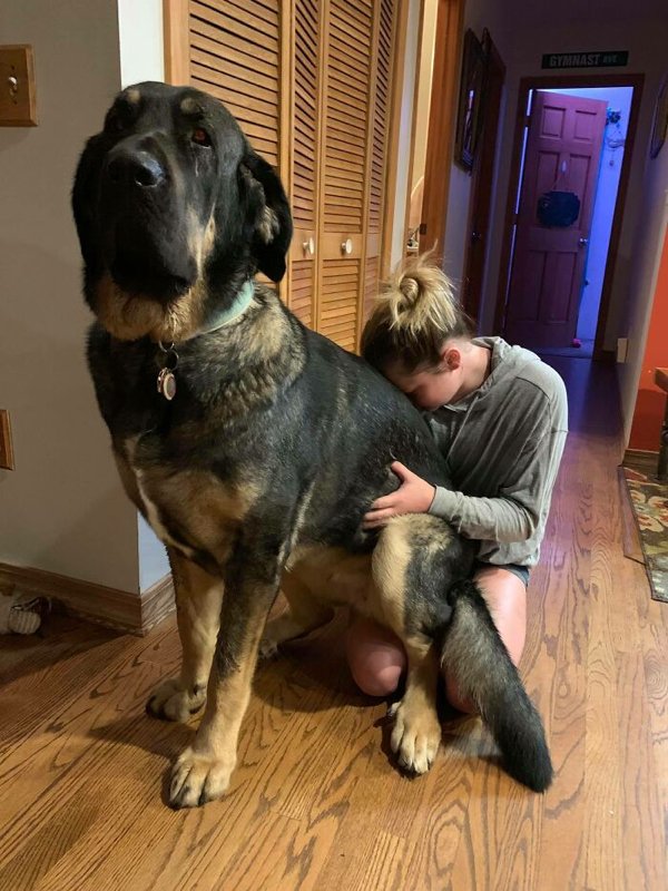 Huge Dogs (32 pics)