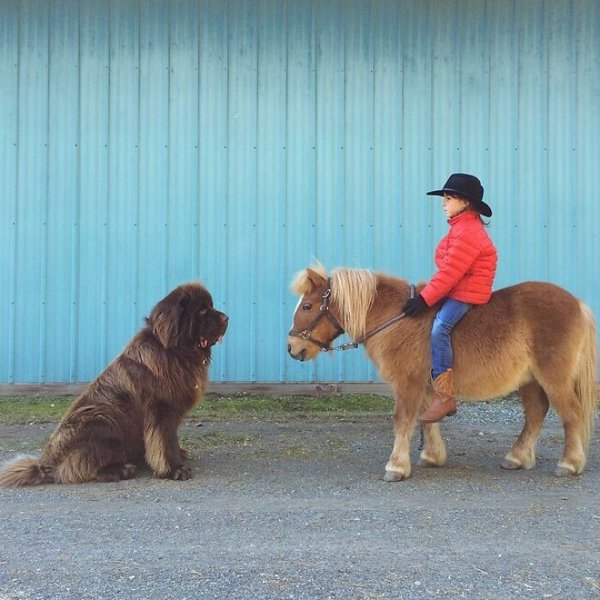 Huge Dogs (32 pics)