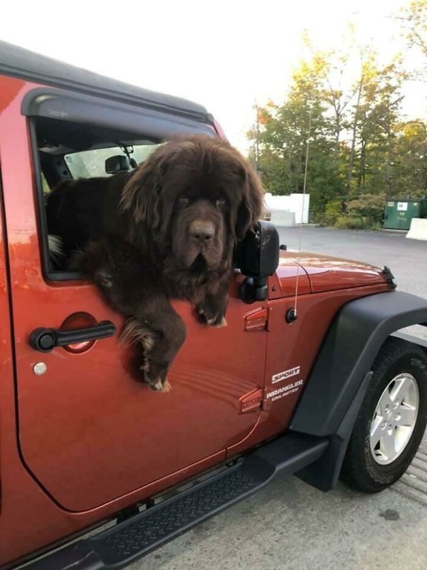Huge Dogs (32 pics)