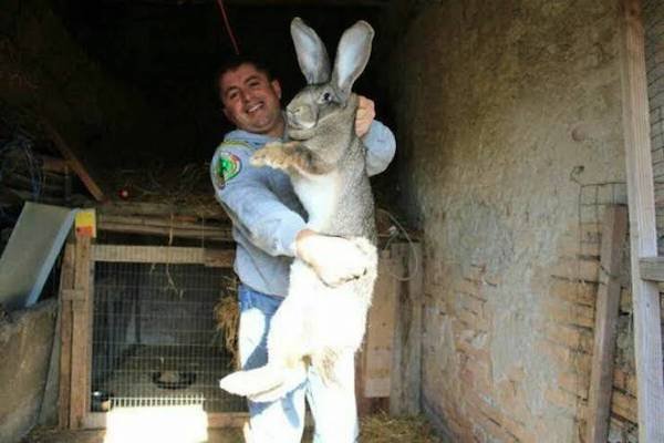Huge Things (35 pics)