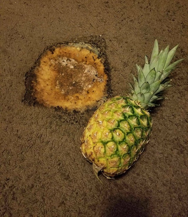 Terrible Roommates (47 pics)