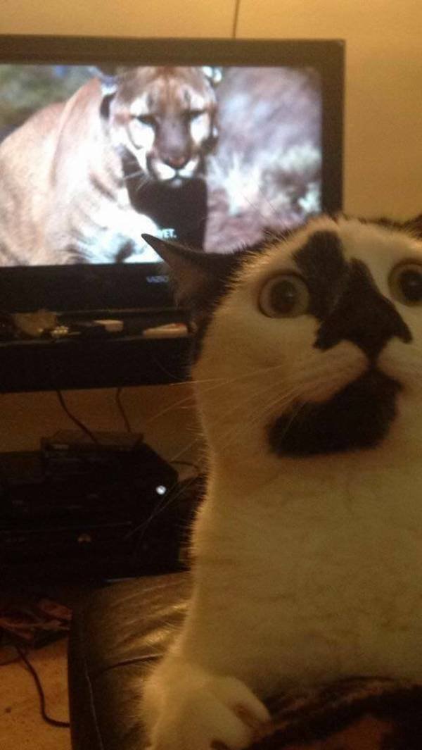 Funny Animals (50 pics)