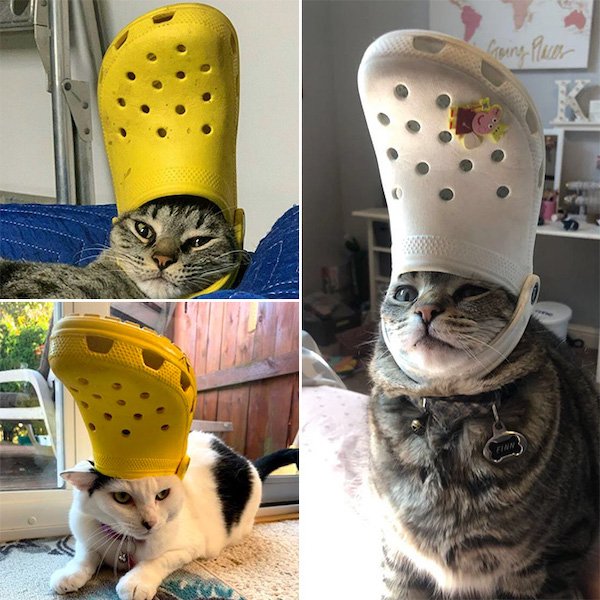 Funny Animals (50 pics)