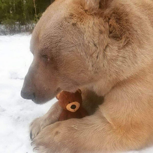 Funny Animals (50 pics)