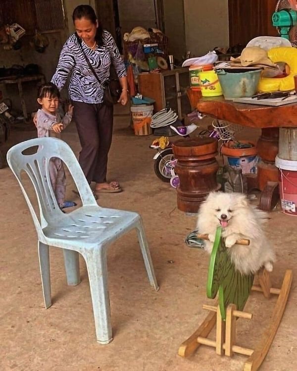 Funny Animals (50 pics)