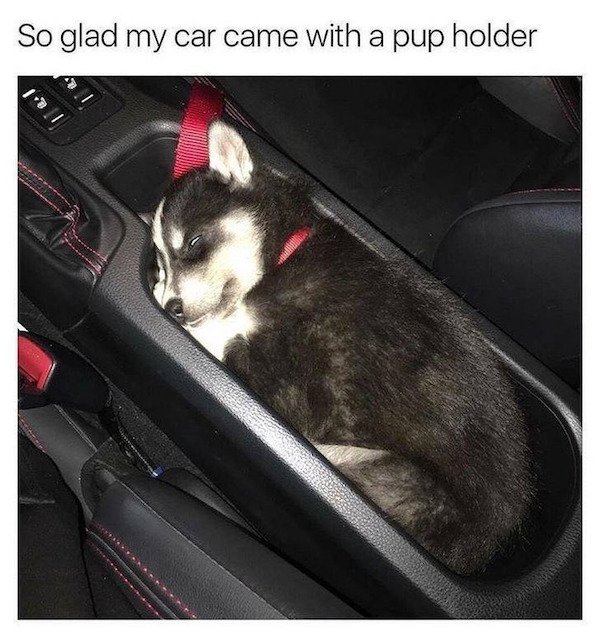 Funny Animals (50 pics)
