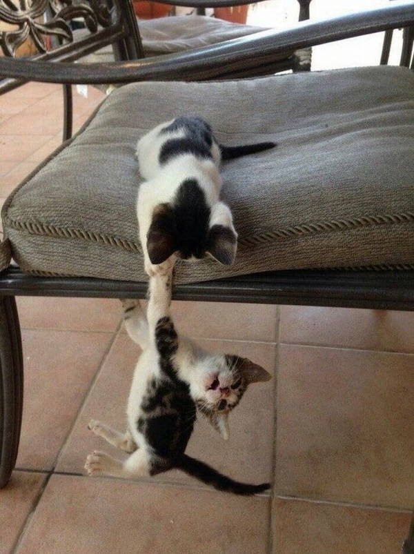 Funny Animals (50 pics)