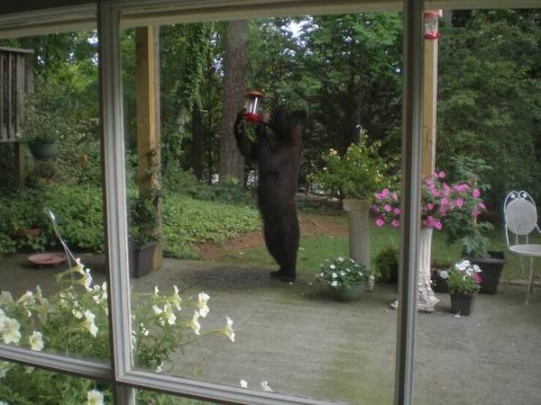 Funny Animals (50 pics)