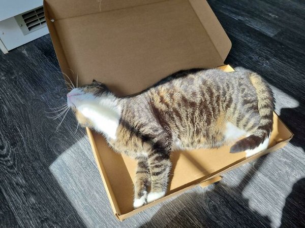 Funny Cats (35 pics)