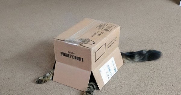 Funny Cats (35 pics)