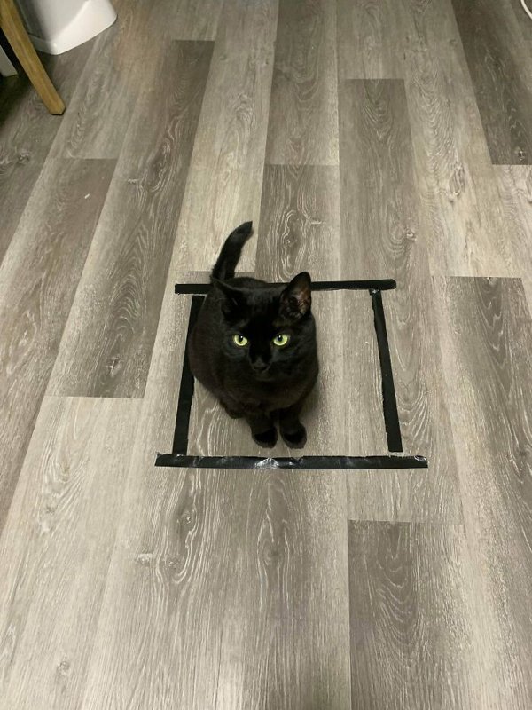 Funny Cats (35 pics)