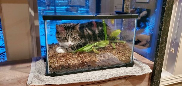 Funny Cats (35 pics)