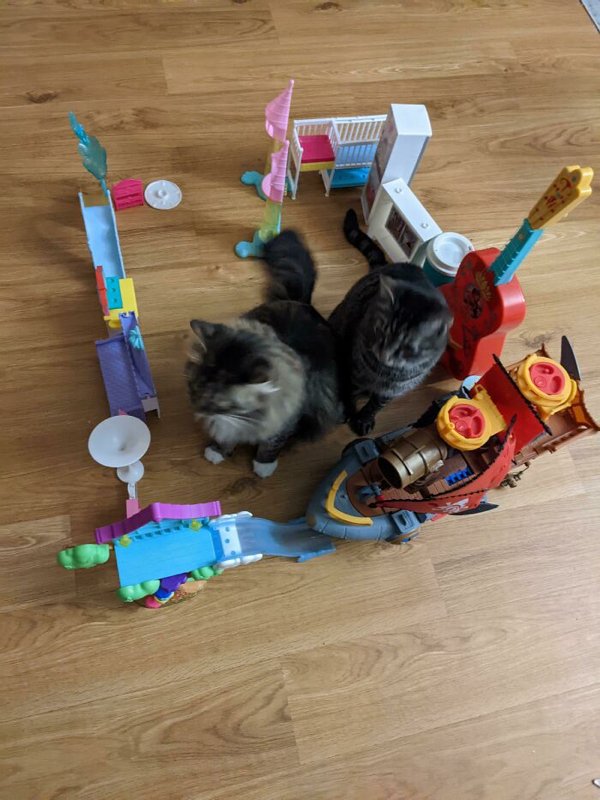 Funny Cats (35 pics)