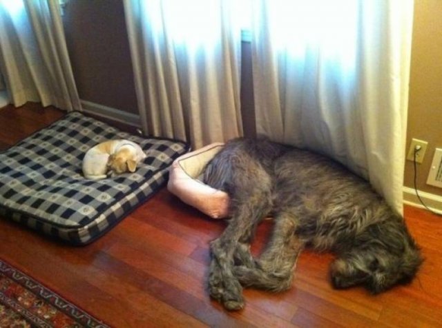 Very Big Dogs (34 pics)