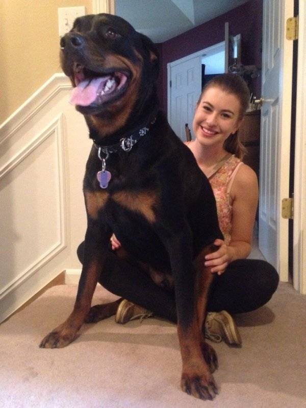 Very Big Dogs (34 pics)