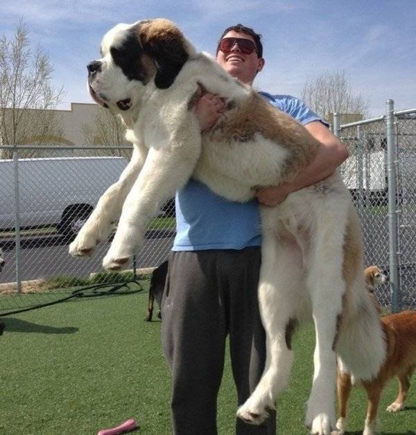 Very Big Dogs (34 pics)