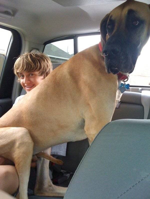 Very Big Dogs (34 pics)