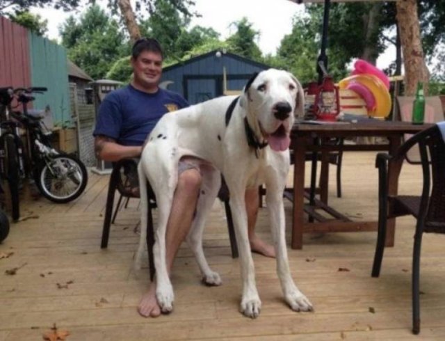 Very Big Dogs (34 pics)