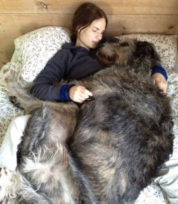 Very Big Dogs (34 pics)