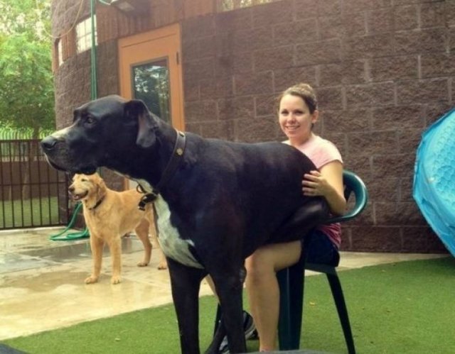 Very Big Dogs (34 pics)