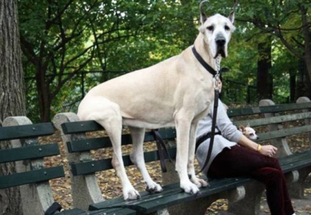Very Big Dogs (34 pics)