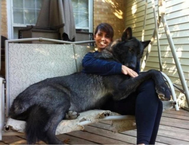 Very Big Dogs (34 pics)