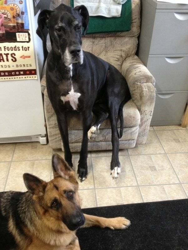 Very Big Dogs (34 pics)