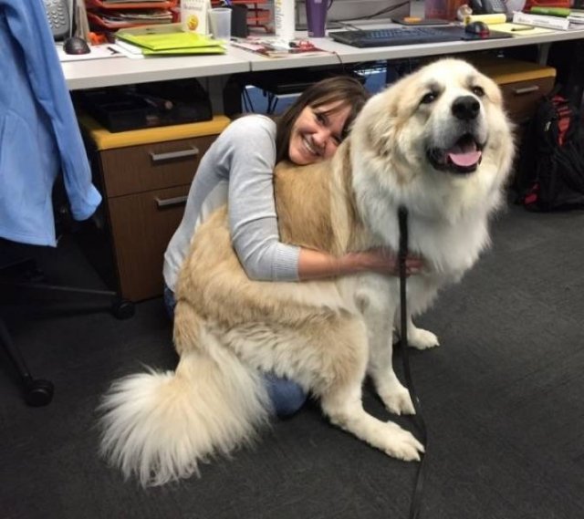 Very Big Dogs (34 pics)