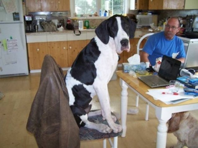 Very Big Dogs (34 pics)