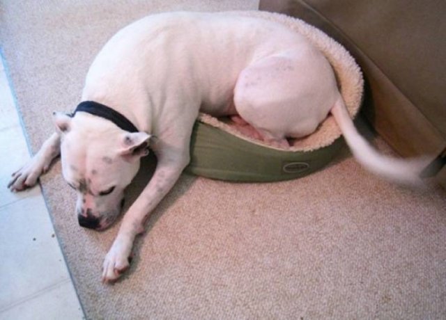 Very Big Dogs (34 pics)