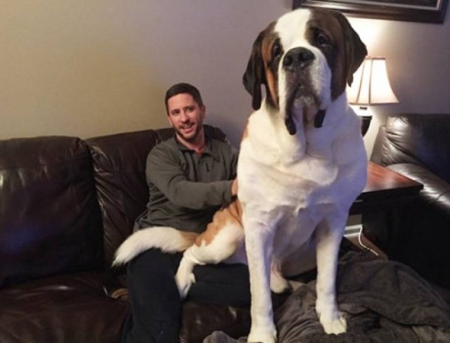 Very Big Dogs (34 pics)