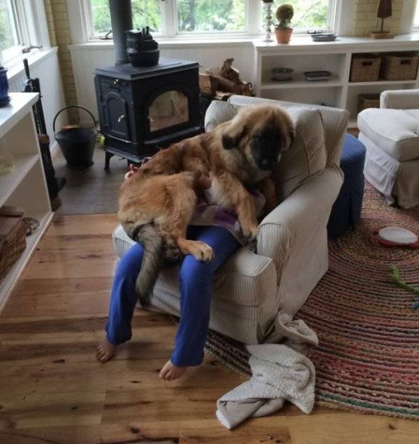 Very Big Dogs (34 pics)