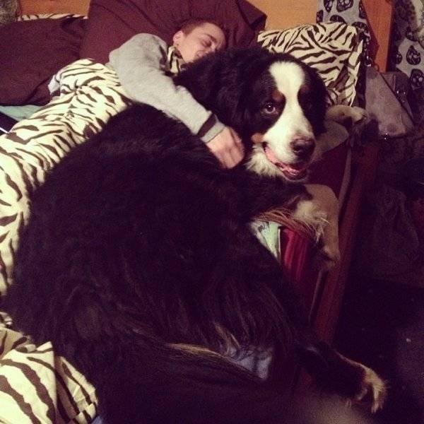 Very Big Dogs (34 pics)
