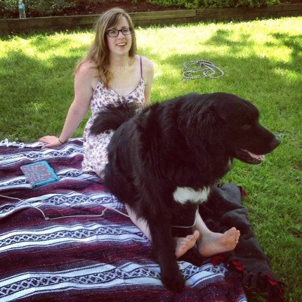 Very Big Dogs (34 pics)